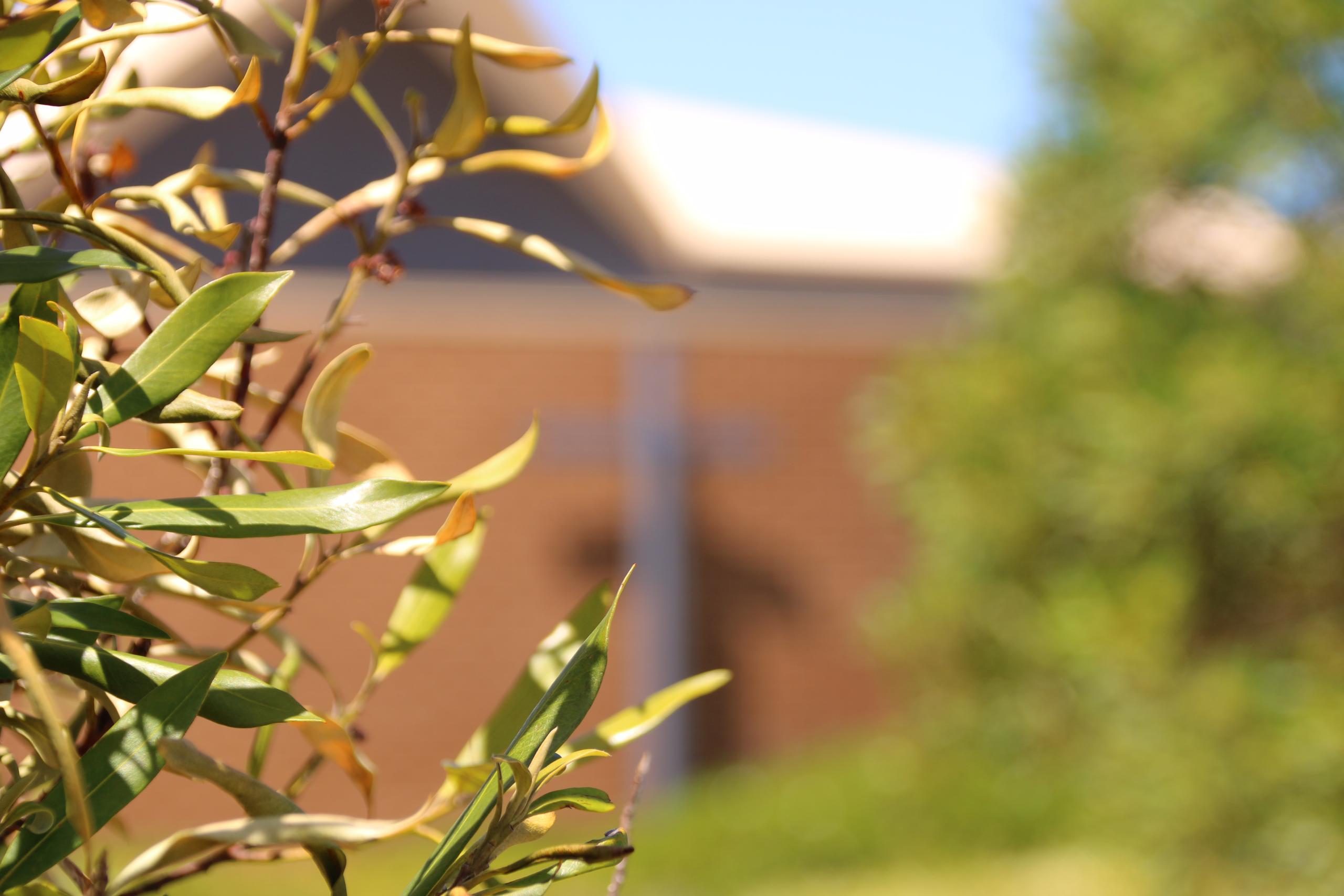 Green foliage in focus while front brick facade of the MVAC hall featuring a blue metal cross is blurred.
